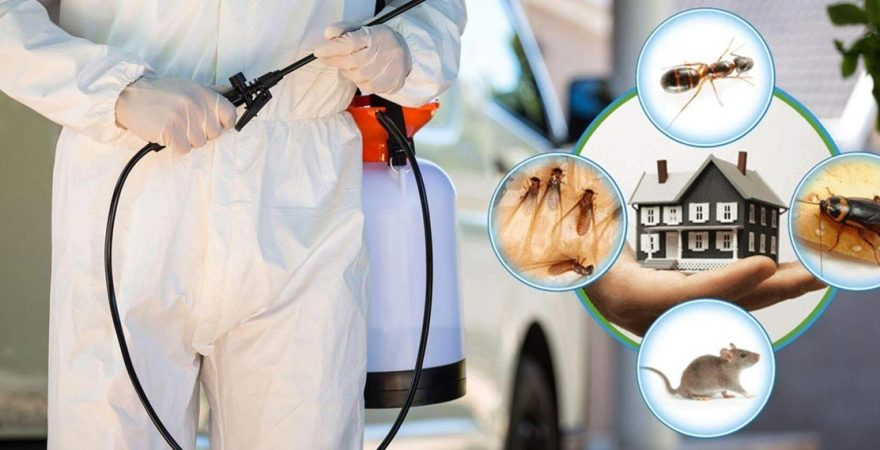 Torbalı Böcek İlaçlama