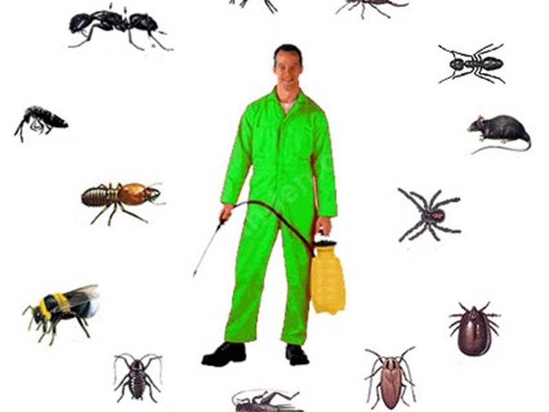 Torbalı Böcek İlaçlama